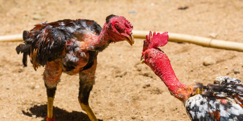 Tổng hợp chiến thuật chơi đá gà Betvisa từ dân chơi - Ảnh 2