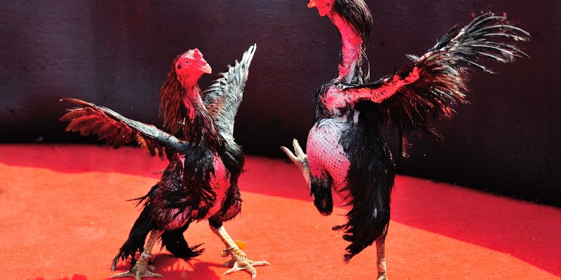 Tổng hợp chiến thuật chơi đá gà Betvisa từ dân chơi - Ảnh 3