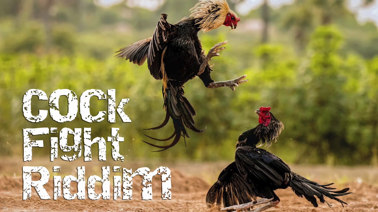 Giải mã luật chơi đá gà tại Hi88 – Chơi đúng, thắng nhanh - Ảnh 1