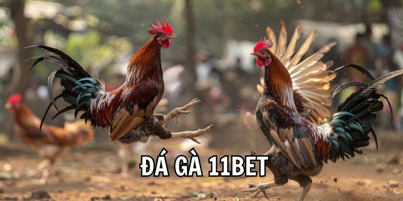 Đá Gà 11Bet - Thiên Đường Giải Trí Cuốn Hút Nhất 2025