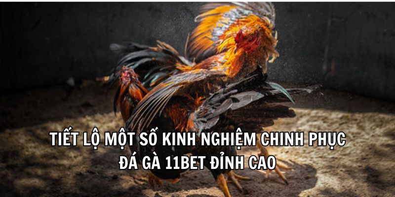 Đá Gà 11Bet - Thiên Đường Giải Trí Cuốn Hút Nhất 2025 - Ảnh 4
