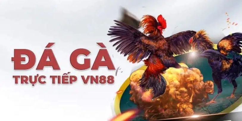 Đá Gà VN88 – Địa Điểm Cá Cược Kỳ Thú Đang Chờ Đón Bạn - Ảnh 1