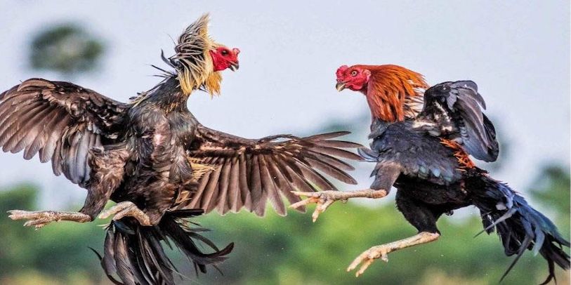 Đá Gà VN88 – Địa Điểm Cá Cược Kỳ Thú Đang Chờ Đón Bạn - Ảnh 3