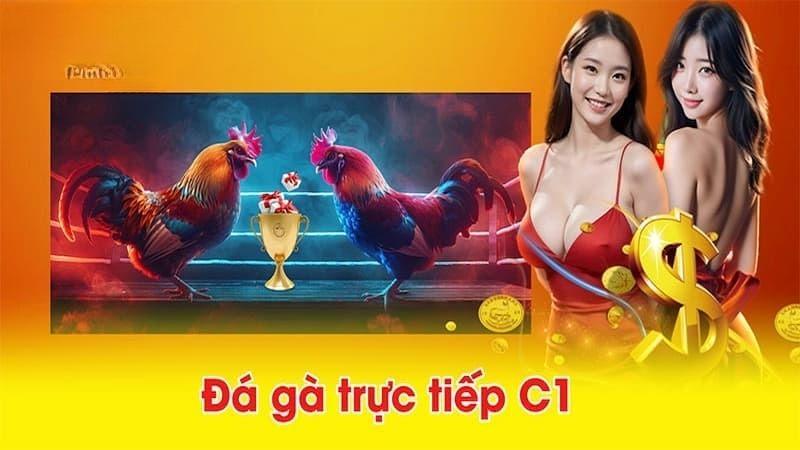 Đá gà trực tiếp C1 - Nơi hội tụ các chiến kê hàng đầu - Ảnh 1