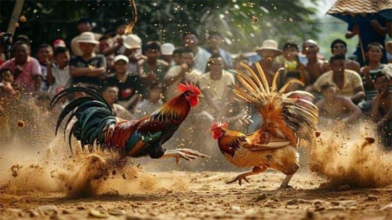 Đá gà trực tiếp C1 - Nơi hội tụ các chiến kê hàng đầu - Ảnh 3