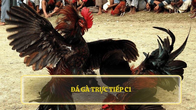 Đá gà trực tiếp C1 - Nơi hội tụ các chiến kê hàng đầu - Ảnh 4
