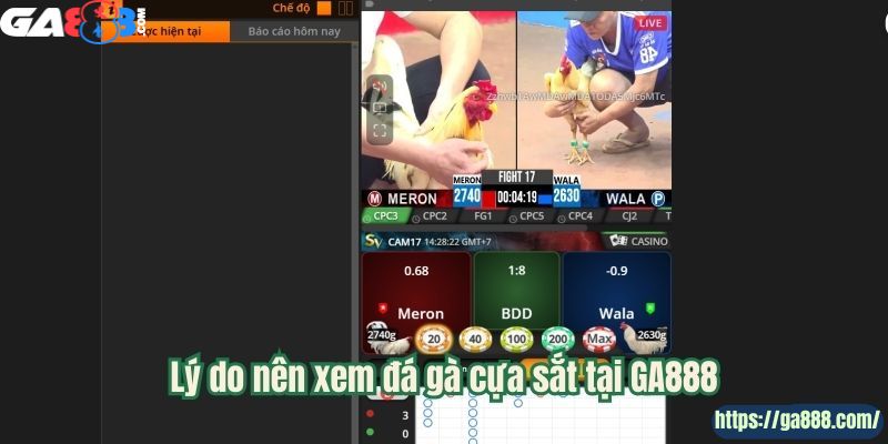 Đá Gà Cựa Sắt – Tinh Hoa Của Những Trận Chiến Kinh Điển - Ảnh 1