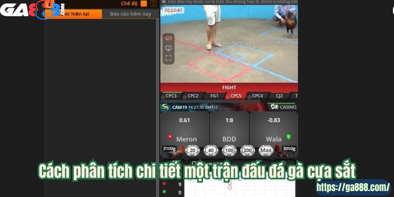 Đá Gà Cựa Sắt – Tinh Hoa Của Những Trận Chiến Kinh Điển - Ảnh 2