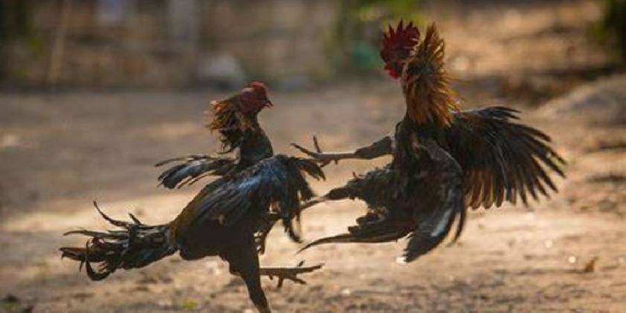 Đá Gà Trực Tiếp C1 Tại Hello88 - Xem Kết Quả Trực Tiếp