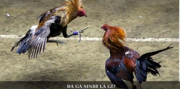 Đá Gà Sin88 – Sân Chơi Kịch Tính Và Tỷ Lệ Kèo Hấp Dẫn - Ảnh 1