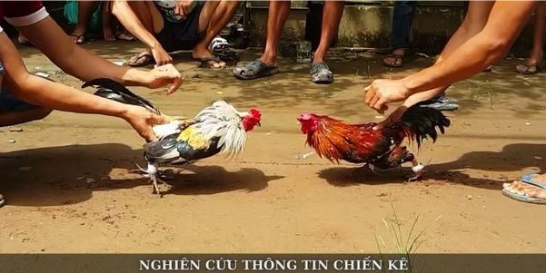 Đá Gà Sin88 – Sân Chơi Kịch Tính Và Tỷ Lệ Kèo Hấp Dẫn - Ảnh 3