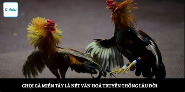 Đá Gà Miền Tây  - Môn Giải Trí Ấn Tượng Của Vùng Sông Nước - Ảnh 1