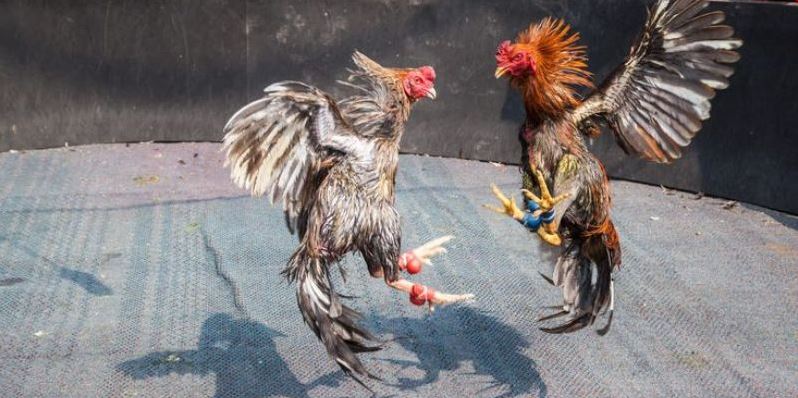 Đá gà cựa kim chiến thuật và mẹo hay giúp thắng lớn - Ảnh 2