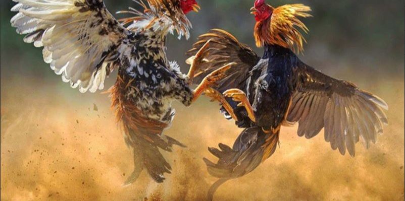 Đá gà cựa kim chiến thuật và mẹo hay giúp thắng lớn - Ảnh 3