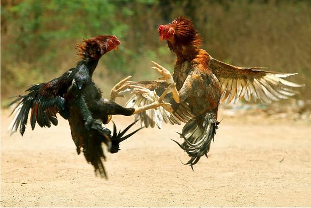 Đá gà đòn 33win - Nơi hội tụ của những chiến kê xuất sắc - Ảnh 1